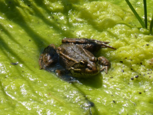 Build a Backyard Pond